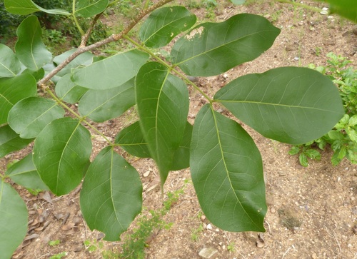 Micklethwaitia carvalhoi · iNaturalist