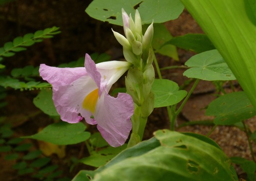 Rose ginger
