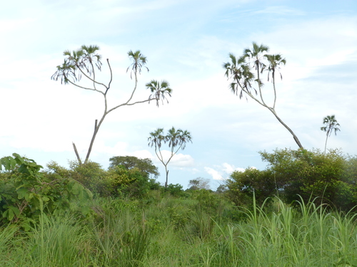 East African doum palm