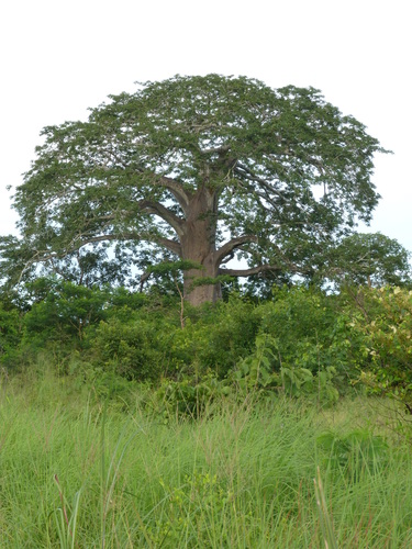 African baobab