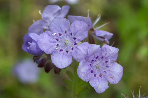 fuzzy phacelia (Phacelia hirsuta)