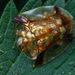 Meroscalsis blackburni - Photo (c) Nick Monaghan, todos os direitos reservados, uploaded by Nick Monaghan