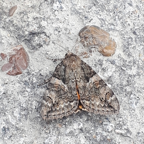 Catocala helena