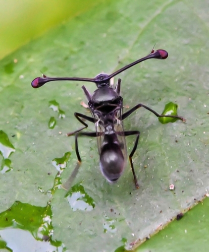 Chaetodiopsis meigenii