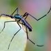 Southern African Elephant Mosquito - Photo (c) Nature Lover, all rights reserved, uploaded by Nature Lover