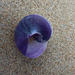 photo of Violet Sea Snail (Janthina janthina)