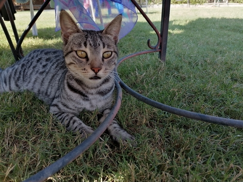 Domestic Cat