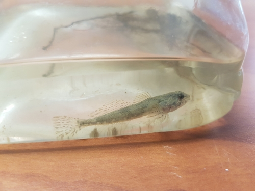 Slimy Sculpin