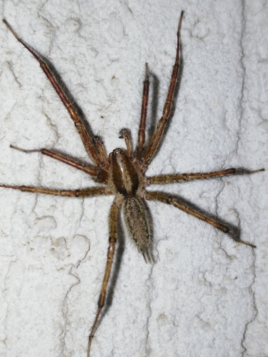 Potter's Grass Spider