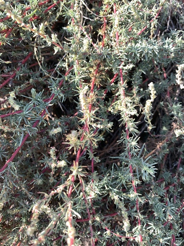 Forage Kochia