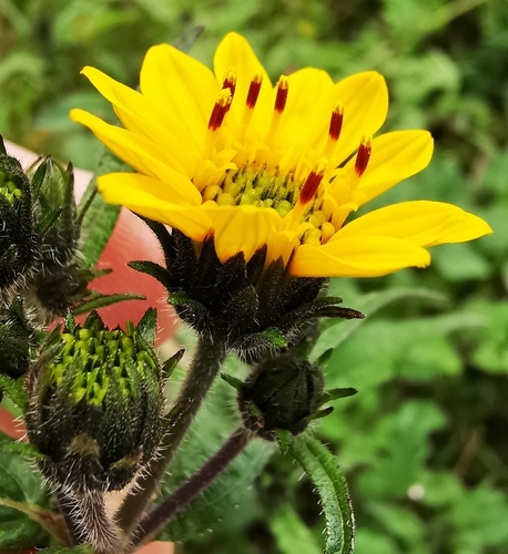 Simsia amplexicaulis
