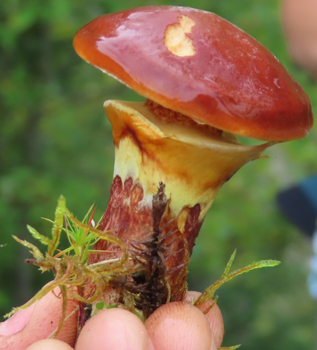 Larch Bolete