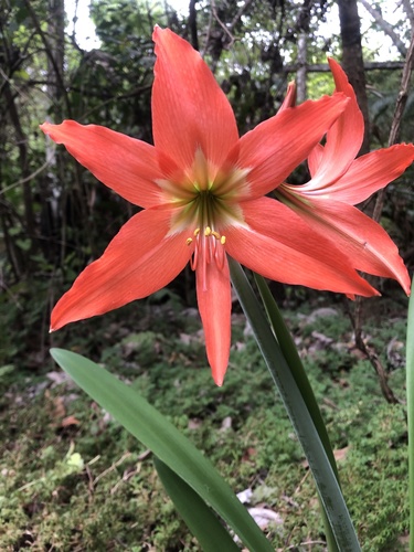 Hippeastrum puniceum (Lam.) Voss