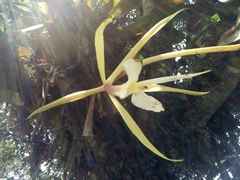 Epidendrum macroophorum image