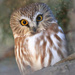 Northern Saw-whet Owl - Photo (c) Jennifer Graevell, all rights reserved, uploaded by Jennifer Graevell