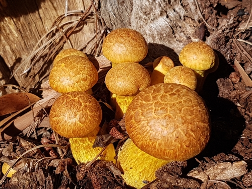 Spectacular Rustgill