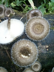 Lentinus crinitus image
