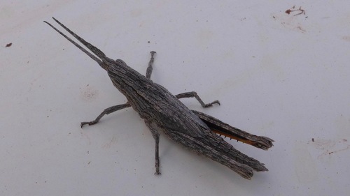 Bark-mimicking Grasshopper