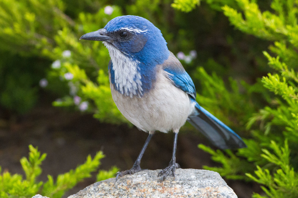 California scrub-jay