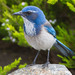 California Scrub-Jay - Photo (c) BJ Stacey, all rights reserved