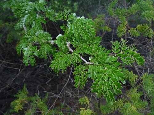 delagoa thorn