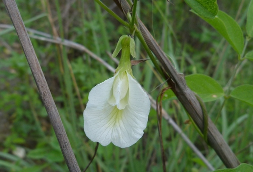 Blue Pea