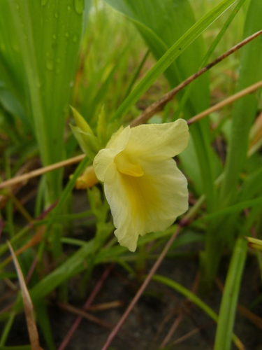 Rose ginger
