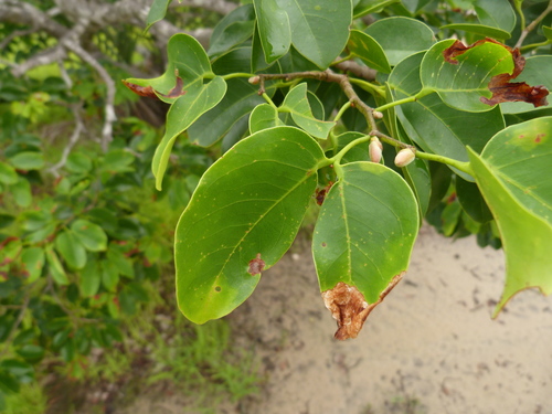 East African Gum Copal