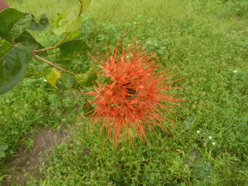 Powderpuff Combretum