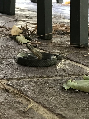 Australian Elapids (inc. Sea Snakes) sighting