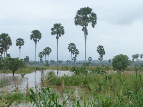 borassus palm