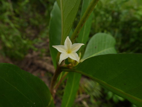 Mascarenhasia arborescens