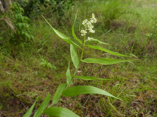Climbing Bushcane