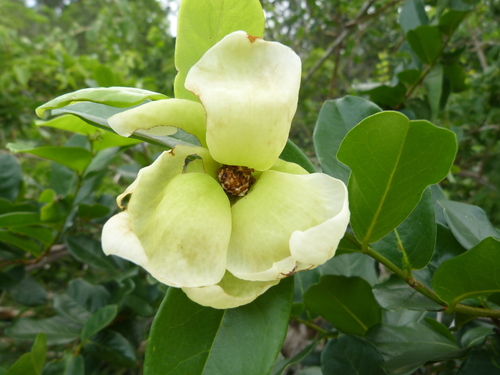 Uvaria kirkii