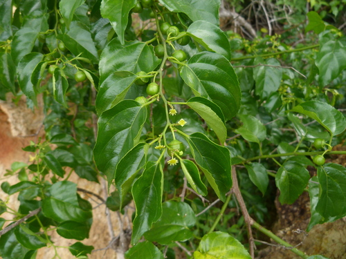 latherleaf