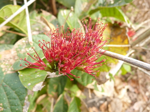 Combretum holstii