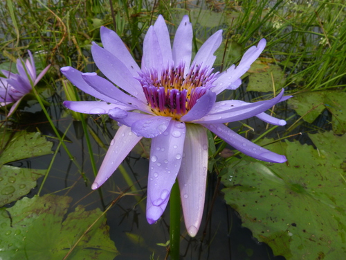 Day Waterlily