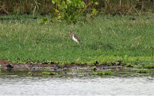 Madagascar Pond-Heron