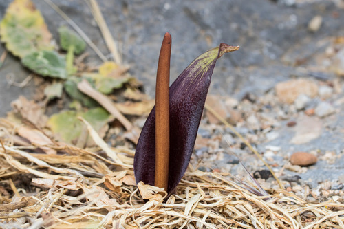 Photo of Biarum tenuifolium (L.) Schott