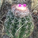 Cactus Melón con Gorro - Photo (c) sergiogonmoll, todos los derechos reservados