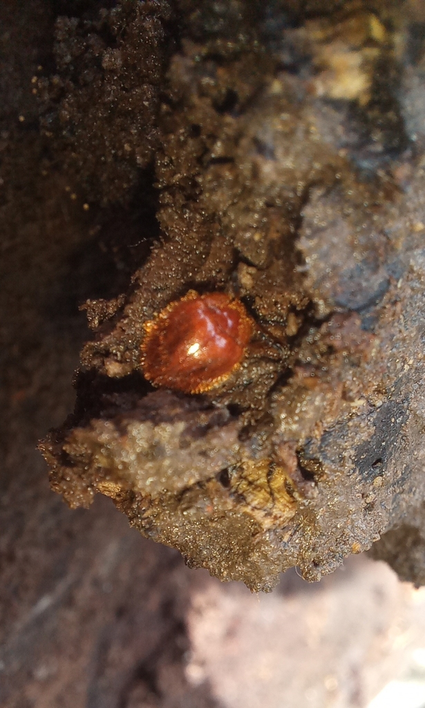 Stenotarsus from 48816 Jal., México on September 12, 2021 at 0409 PM
