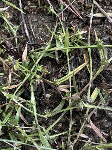 Diplacrum caricinum