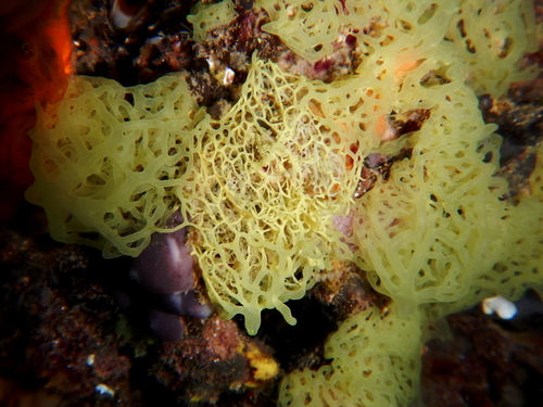 Clathrina clathrus (Schmidt, 1864)