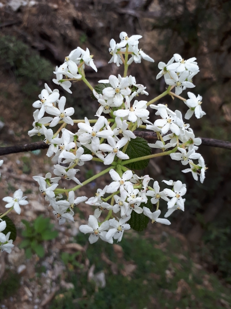 Viburnum nervosum (Viburnum nervosum)
