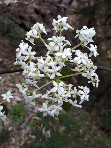 Viburnum nervosum