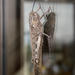 Anacridium moestum - Photo (c) Chris Whitehouse, todos os direitos reservados, uploaded by Chris Whitehouse