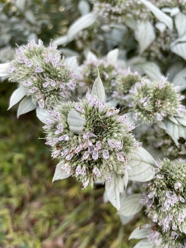 Pycnanthemum incanum var. puberulum