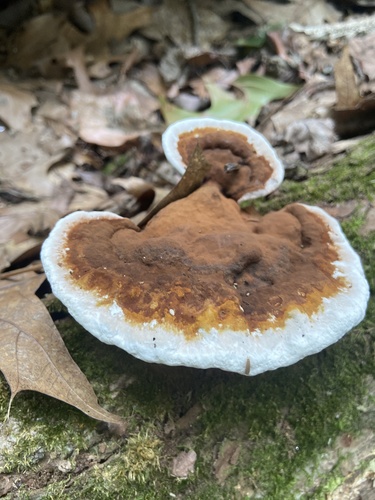 Ganoderma lobatum