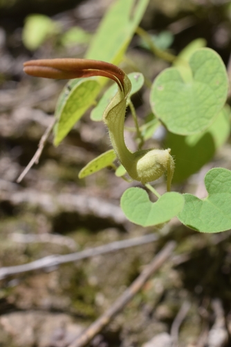 Aristolochia styloglossa