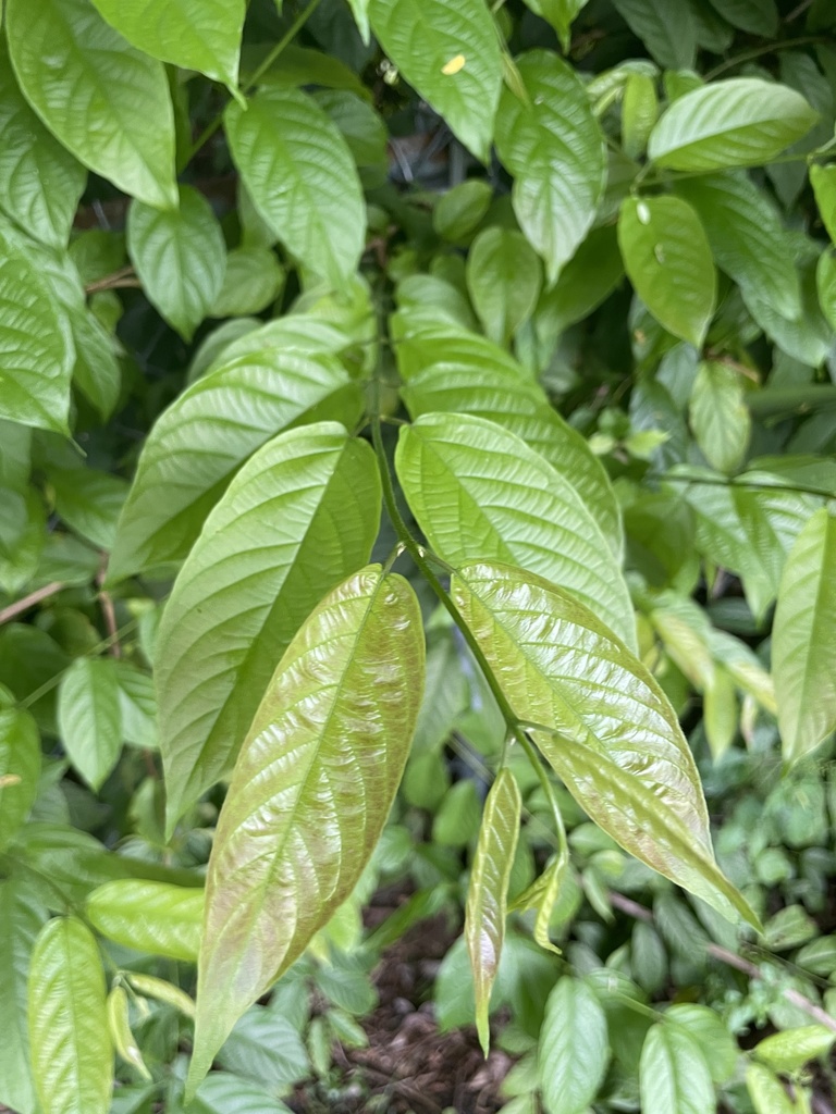 Piluki (Marathi: पिळुकी), Combretaceae (rangoon creeper fam…